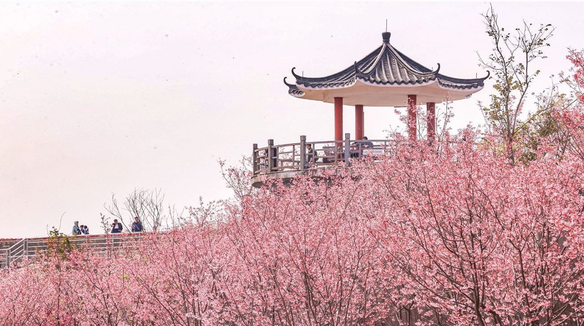 Flower Viewing Hotspots in GBA | The Club
